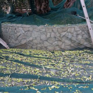 Olivenernte In Apulien Für Bio Olivenöl Aus Italien