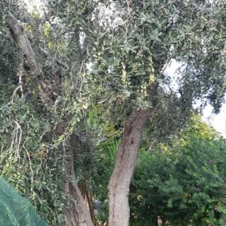 Olivenernte In Apulien Für Bio Olivenöl Aus Italien