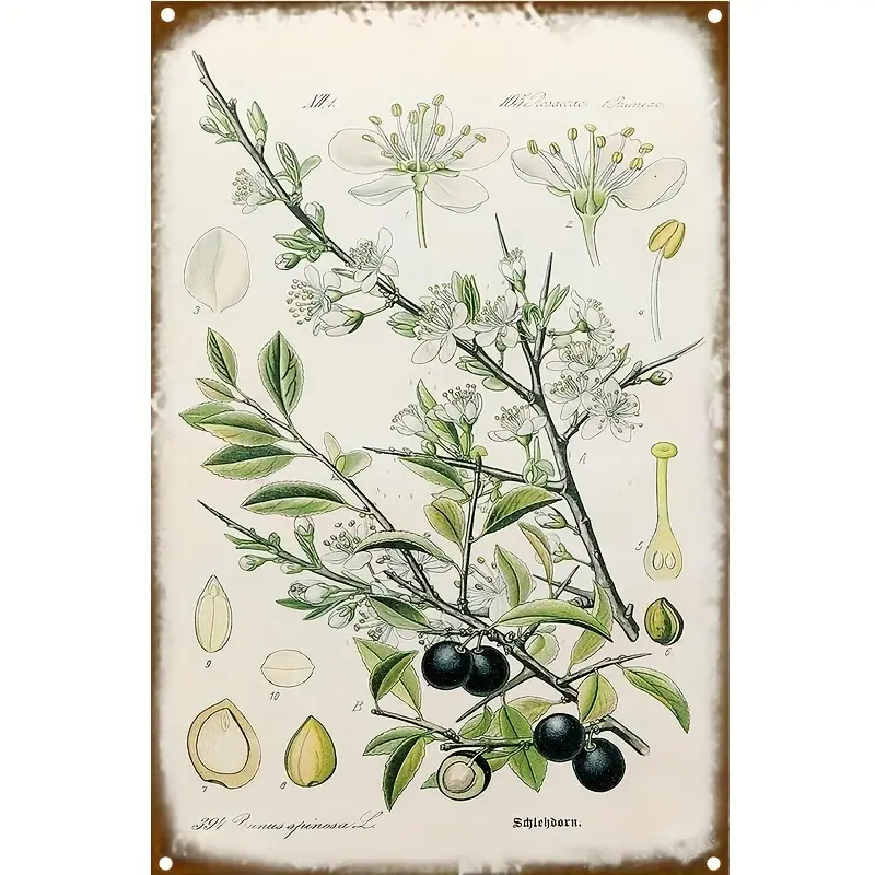 Oliven Blechschild